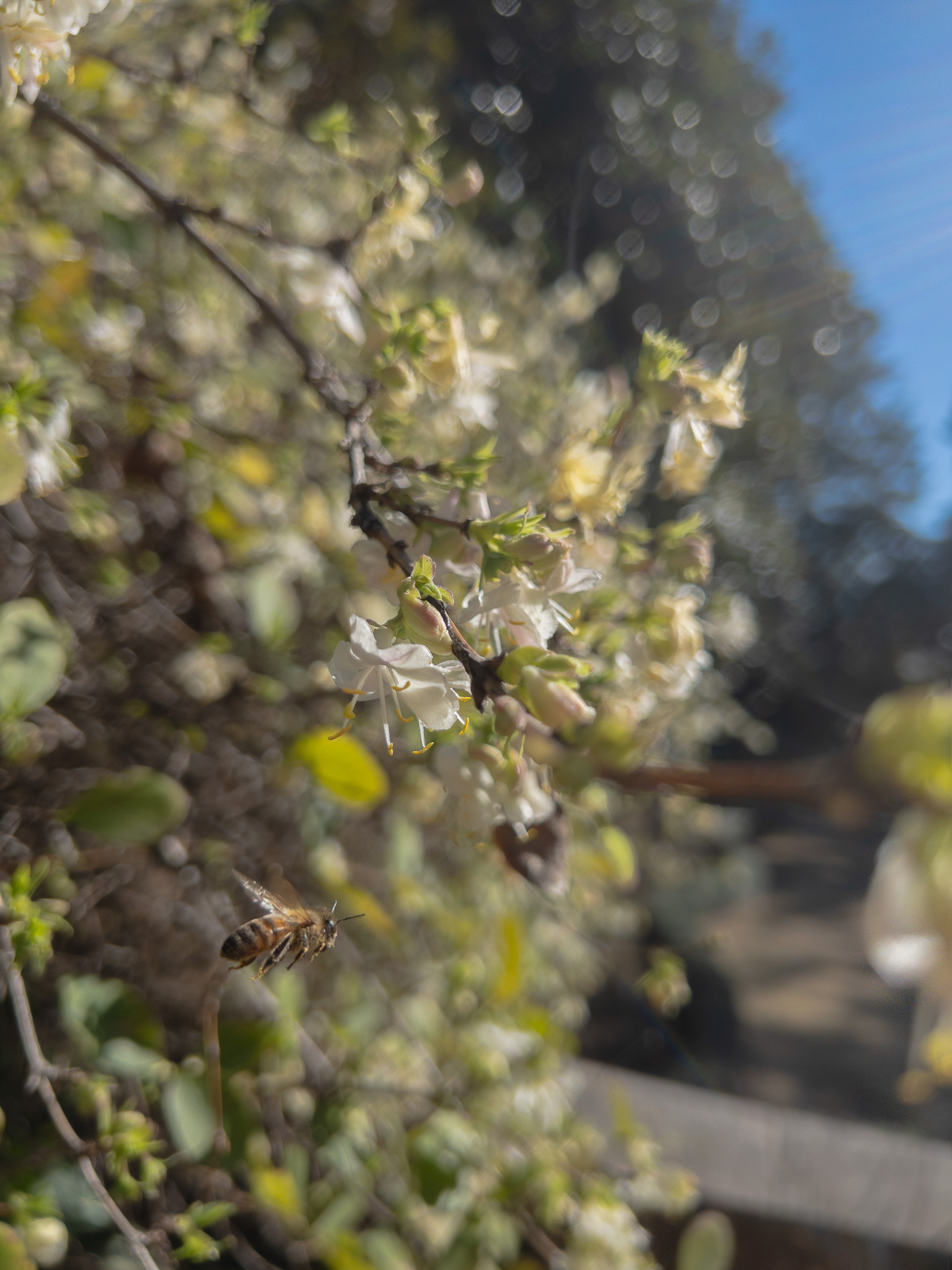 A bee flies to a flower