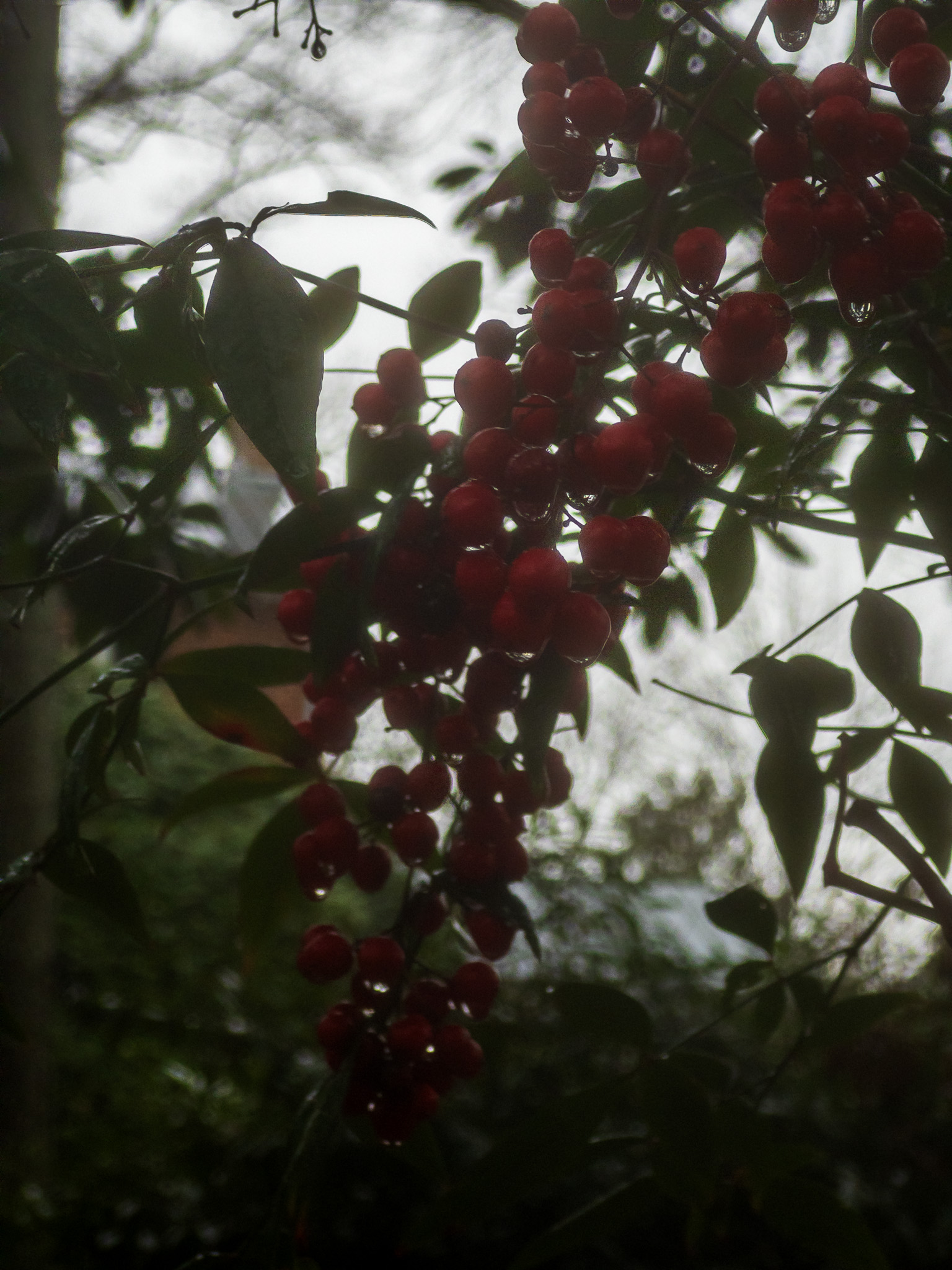 red berries drip with dew