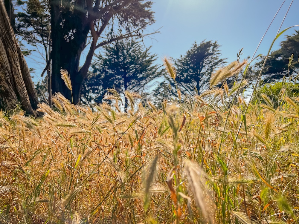 yellow path of wheat