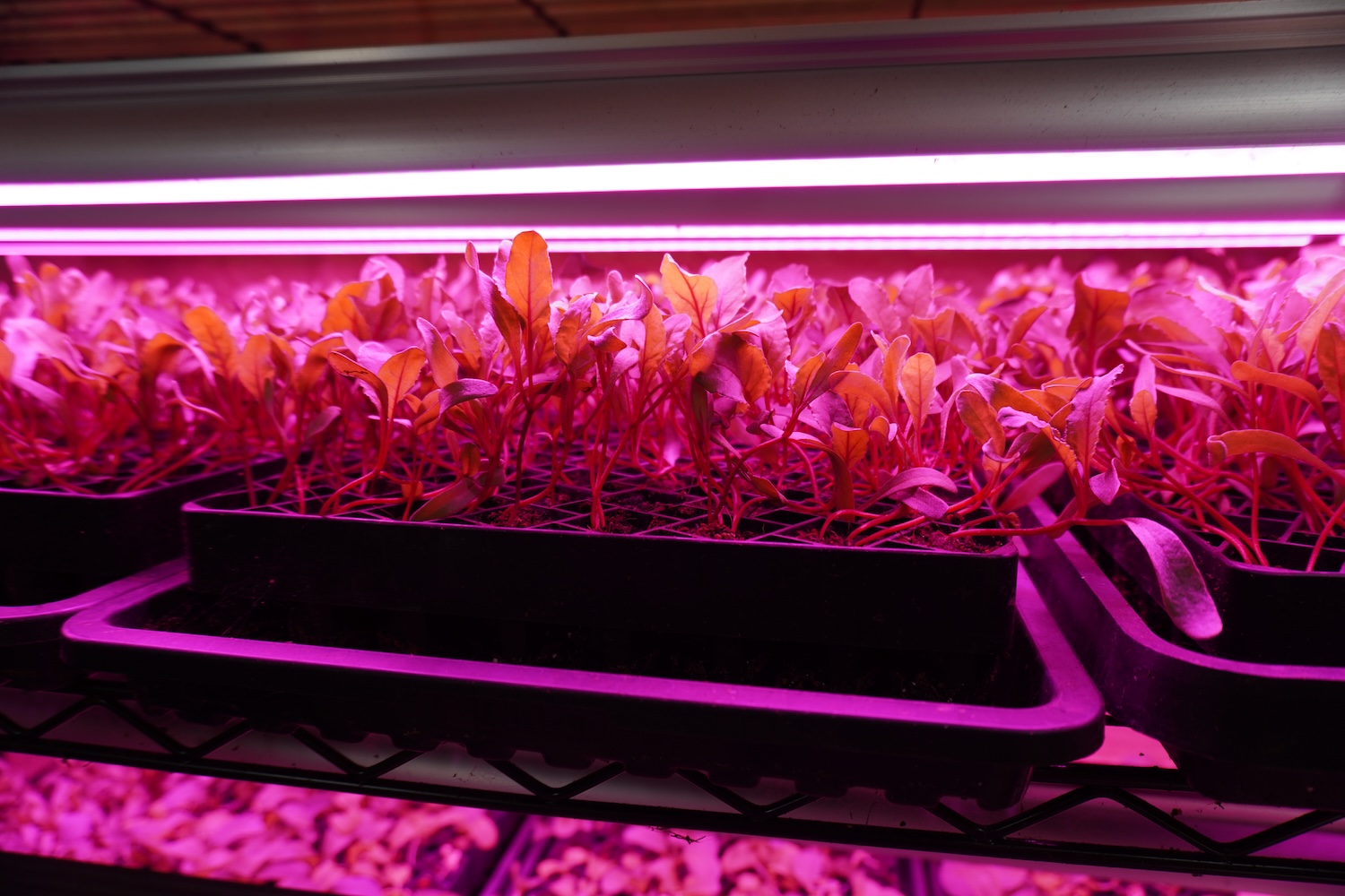 plants grow under purple UV light