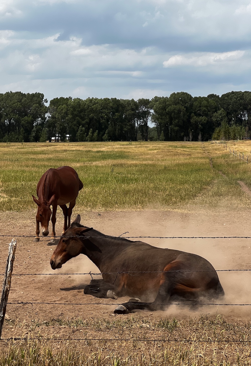 a horse baths in dust