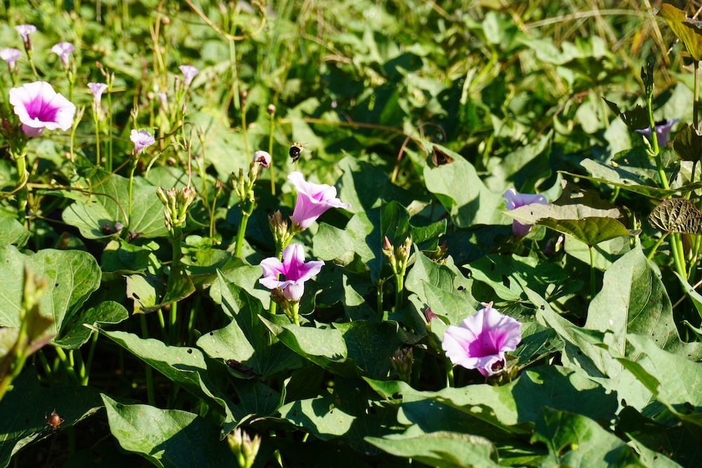 a patch of sweet potatoes with a busy bee