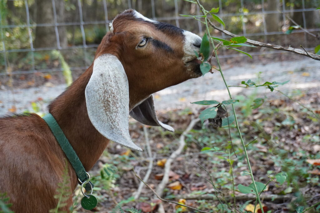A brown goat with long floppy ears and a green collar eats leaves from a bush near a wire fence in a wooded area.