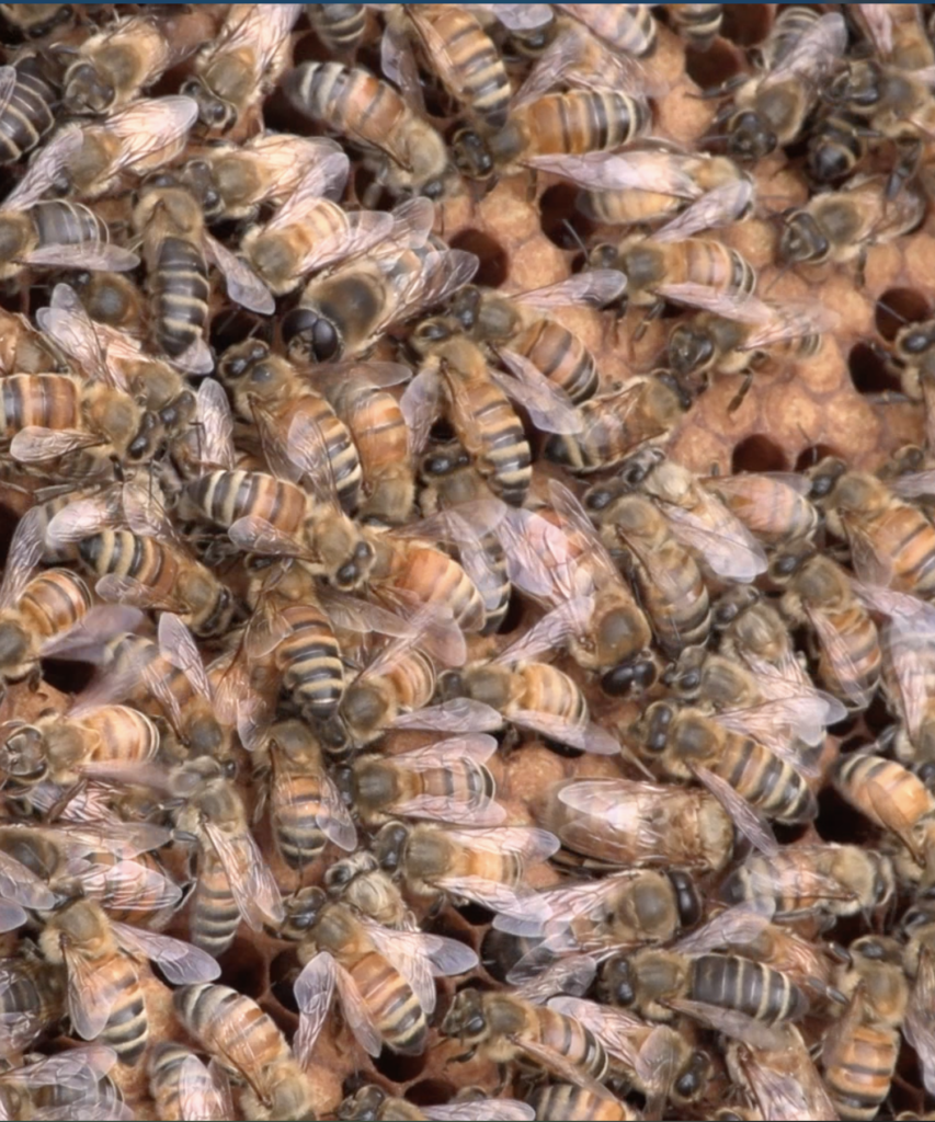 Bees on honey comb