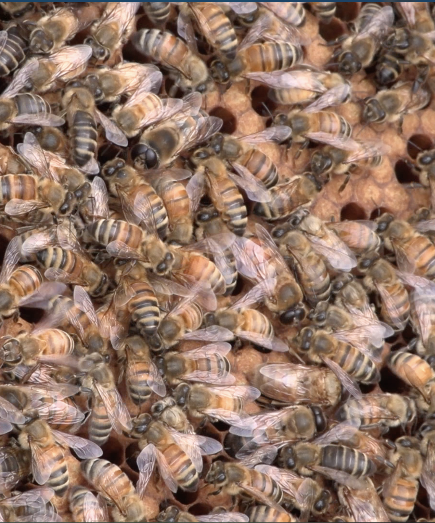 Bees on honey comb