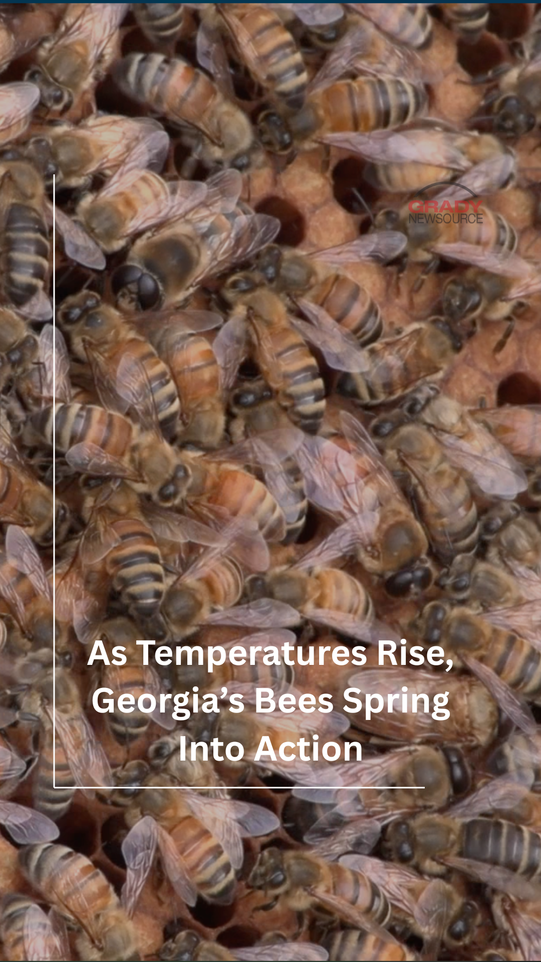 As Spring Blooms in Georgia, Bees Get Back to Work (Vertical)
